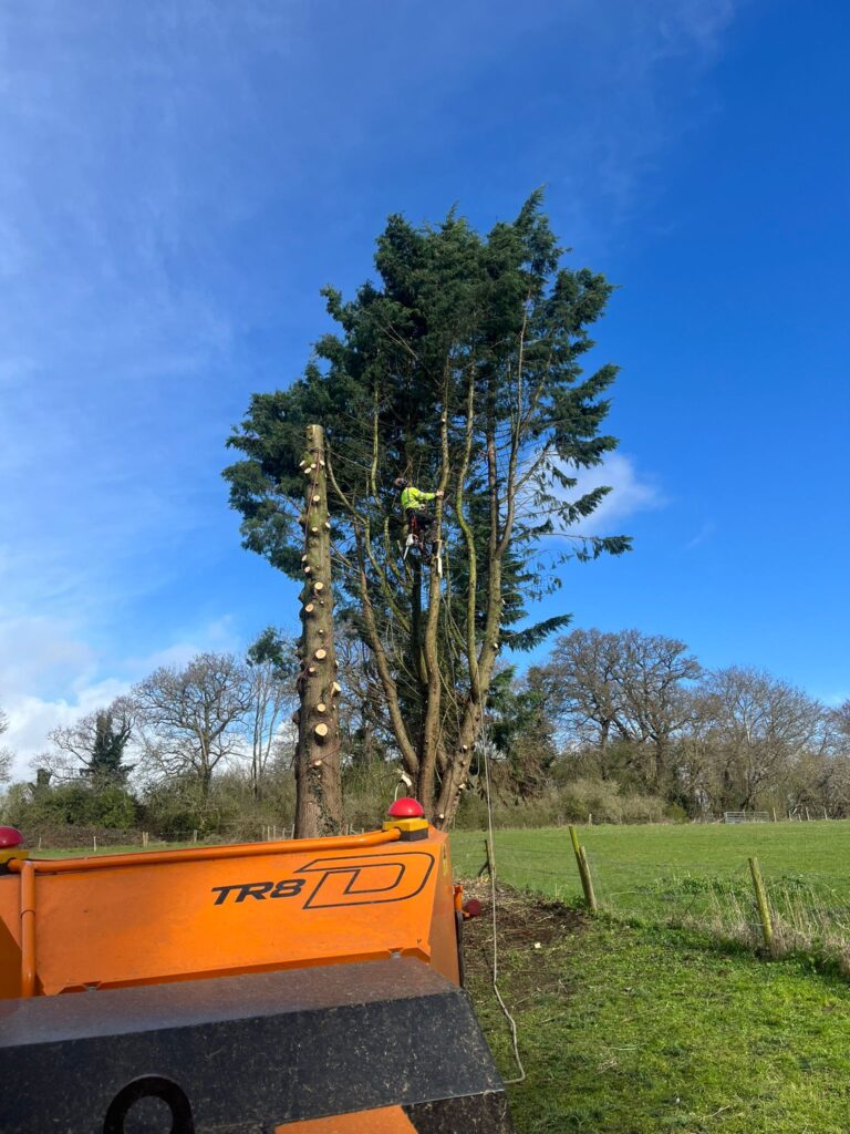 Conifer Tree Removal in Thatcham, Berkshire